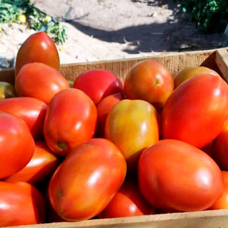  Tomate Kina 5000 Semillas Hibrido F1 Tipo Italiano Determinado NASCO 1277.966102 Tomate Kina 5000 Semillas Hibrido F1 Tipo Ital