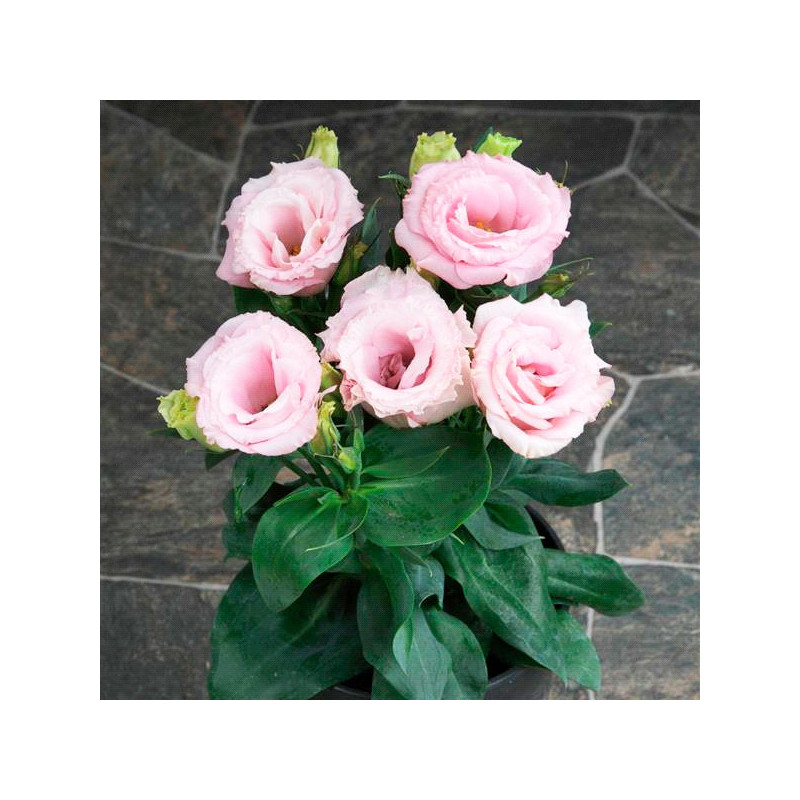  Lisianto 1000 Semillas Eustoma grandiflorum Lisianthus Julietta Pink F1 PLT Flor Corte 358.000001 Lisianto 1000 Semillas Eustom