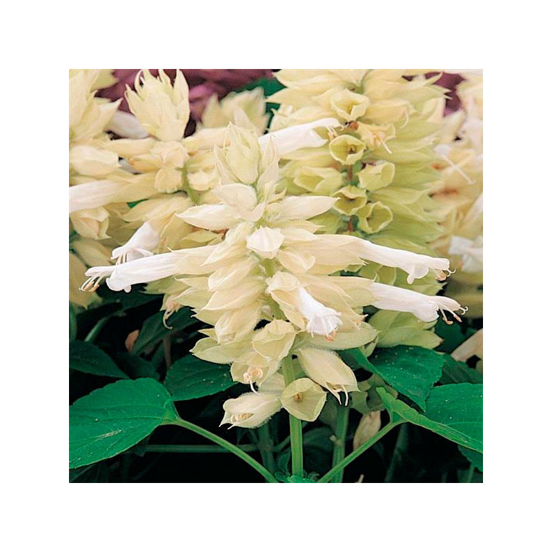  Salvia 1000 Semillas splendens Vista White Flor Maceta 95.000001 Salvia 1000 Semillas splendens Vista White Flor Maceta
Germina