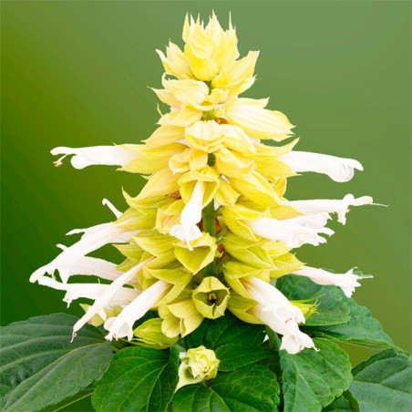 Salvia 1000 Semillas splendens Mojave White Flor Maceta FLOWER SEEDS-Salvia 1000 Semillas splendens Mojave White Flor Maceta Ger