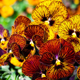  Pensamiento 1000 Semillas Viola cornuta Pansy Tiger Eye Mix Flor Maceta 137.288136 Pensamiento 1000 Semillas Viola cornuta Pans