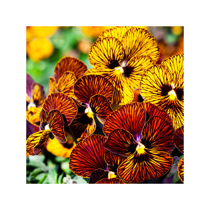  Pensamiento 1000 Semillas Viola cornuta Pansy Tiger Eye Mix Flor Maceta 137.288136 Pensamiento 1000 Semillas Viola cornuta Pans