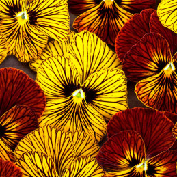  Pensamiento 1000 Semillas Viola cornuta Pansy Tiger Eye Mix Flor Maceta 137.288136 Pensamiento 1000 Semillas Viola cornuta Pans