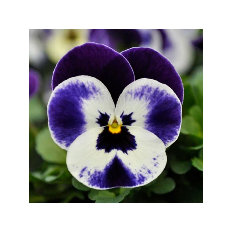  Pensamiento 1000 Semillas Viola cornuta Pansy Quicktime Mickey Flor Maceta 114.40678 Pensamiento 1000 Semillas Viola cornuta Pa