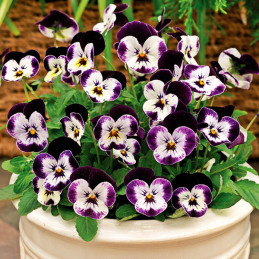  Pensamiento 1000 Semillas Viola cornuta Pansy Quicktime Mickey Flor Maceta 114.40678 Pensamiento 1000 Semillas Viola cornuta Pa