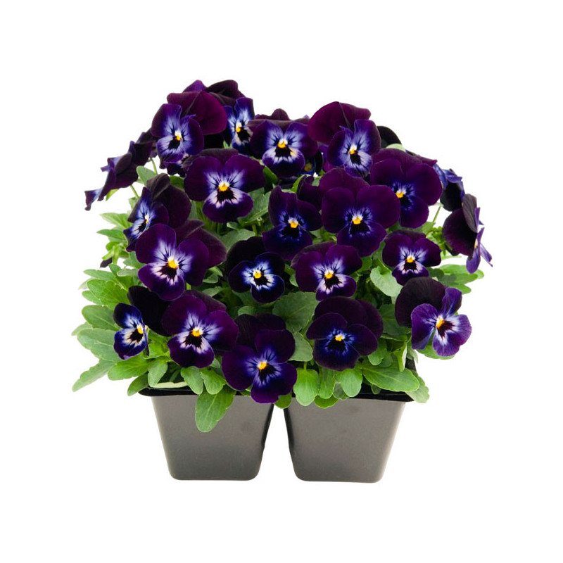  Pensamiento 1000 Semillas Viola cornuta Pansy Admire Denim Flor Maceta 114.40678 Pensamiento 1000 Semillas Viola cornuta Pansy 