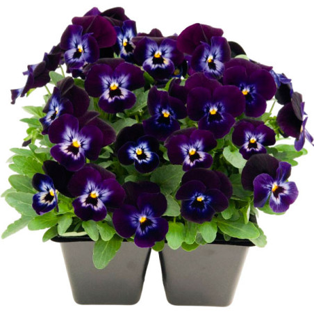 Pensamiento 1000 Semillas Viola cornuta Pansy Admire Denim Flor Maceta 114.40678 Pensamiento 1000 Semillas Viola cornuta Pansy 