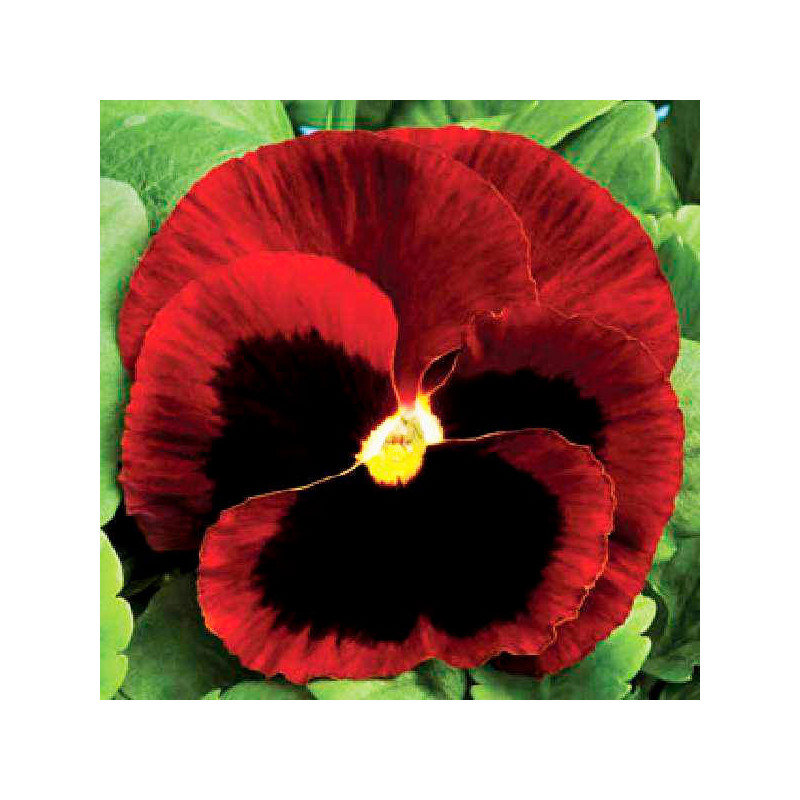  Pensamiento 1000 Semillas Viola wittrockiana Pansy Colossus All Colors Red Blotch Flor Maceta 137.288136 Pensamiento 1000 Semil