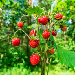  Fresa 100 Semillas Fragaria vesca Strawberry Mignonette Flor Maceta Jardin 71.186441 Fresa 100 Semillas Fragaria vesca Strawber