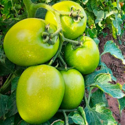  Tomate Galio 5000 Semillas Hibrido F1 Tipo Determinado Rodeo Seeds 1230.508475 Tomate Galio 5000 Semillas Hibrido F1 Tipo Deter