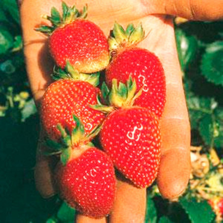 Fresa 100 Semillas Fragaria × ananassa Strowberry Berri Basket White Flor Maceta Jardin FLOWER SEEDS-Fresa 100 Semillas Fragaria