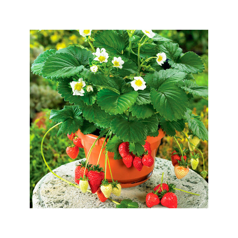  Fresa 100 Semillas Fragaria × ananassa Strawberry Beltran Flor Maceta Jardin 135 Fresa 100 Semillas Fragaria × ananassa Strawbe