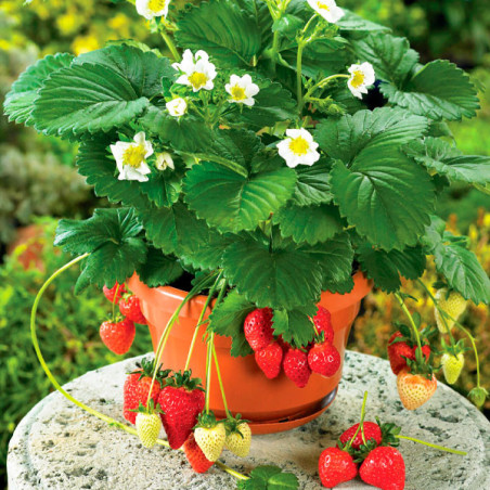  Fresa 100 Semillas Fragaria × ananassa Strawberry Beltran Flor Maceta Jardin 135 Fresa 100 Semillas Fragaria × ananassa Strawbe