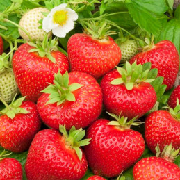  Fresa 100 Semillas Fragaria × ananassa Strawberry Beltran Flor Maceta Jardin 135 Fresa 100 Semillas Fragaria × ananassa Strawbe