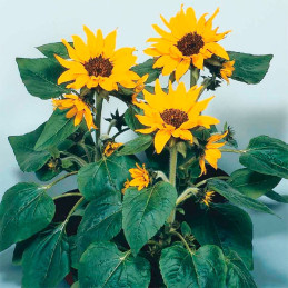  Girasol 1000 Semillas Helianthus annuus Pacino Cola Flor Maceta Jardin 137.288136 Girasol 1000 Semillas Helianthus annuus Pacin