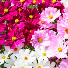  Cosmos 1000 Semillas bipinnatus Apollo Mix Flor Maceta 114.40678 Cosmos 1000 Semillas bipinnatus Apollo Mix Flor Maceta
Germina