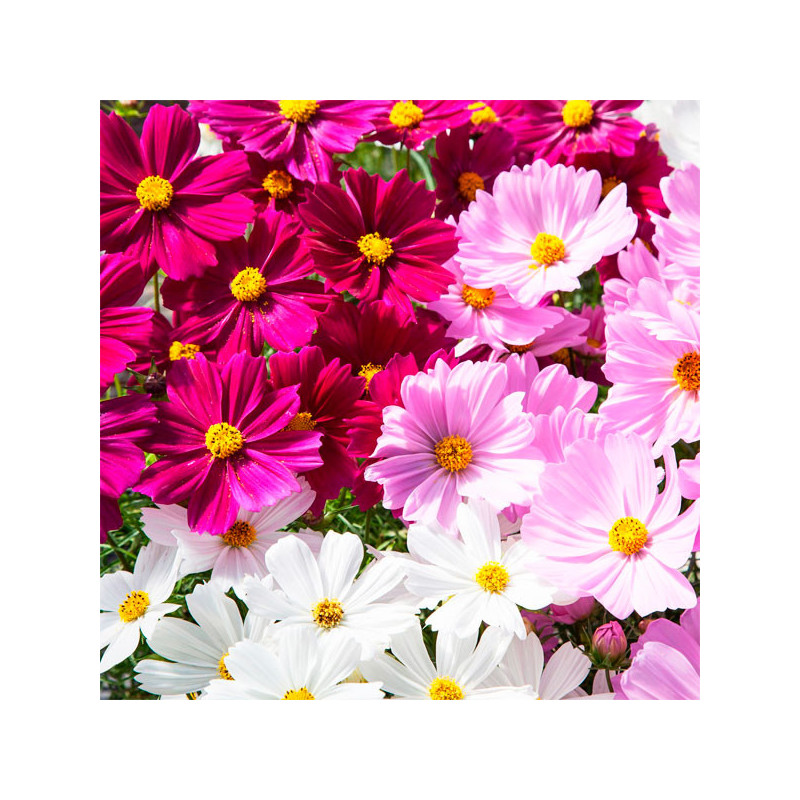  Cosmos 1000 Semillas bipinnatus Apollo Mix Flor Maceta 114.40678 Cosmos 1000 Semillas bipinnatus Apollo Mix Flor Maceta
Germina
