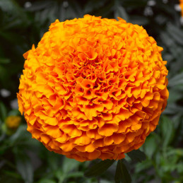 Marigold 1000 Semillas Tagetes erecta Inca II Orange Pompom Flor Maceta 186 Marigold 1000 Semillas Tagetes erecta Inca II Orang