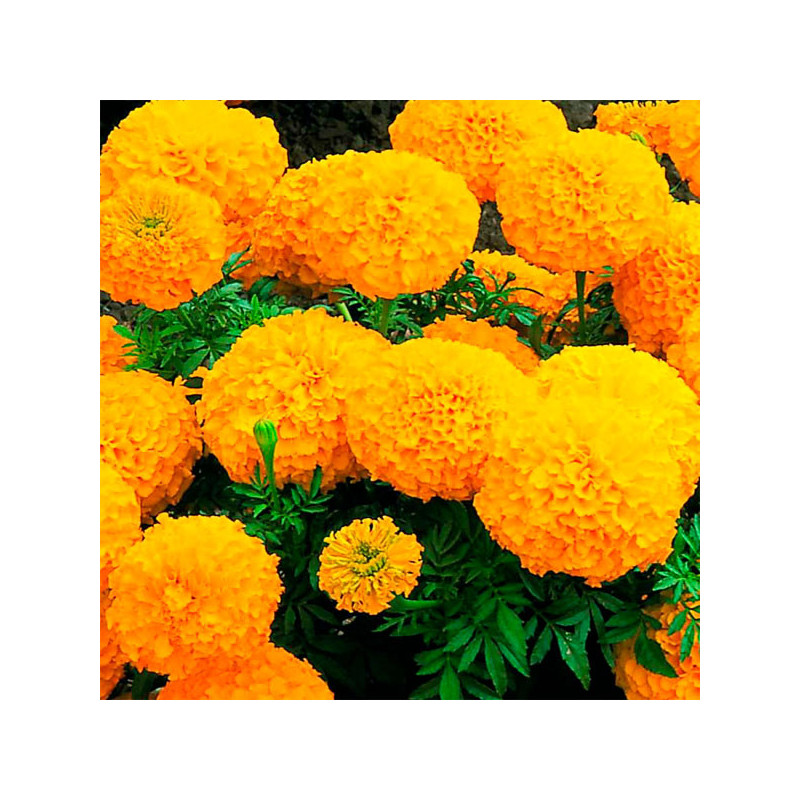  Marigold 5000 Semillas Tagetes erecta Inca II Orange Pompom Flor Maceta 810 Marigold 5000 Semillas Tagetes erecta Inca II Orang