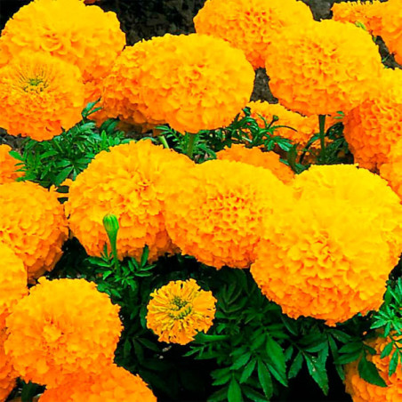  Marigold 5000 Semillas Tagetes erecta Inca II Orange Pompom Flor Maceta 810 Marigold 5000 Semillas Tagetes erecta Inca II Orang