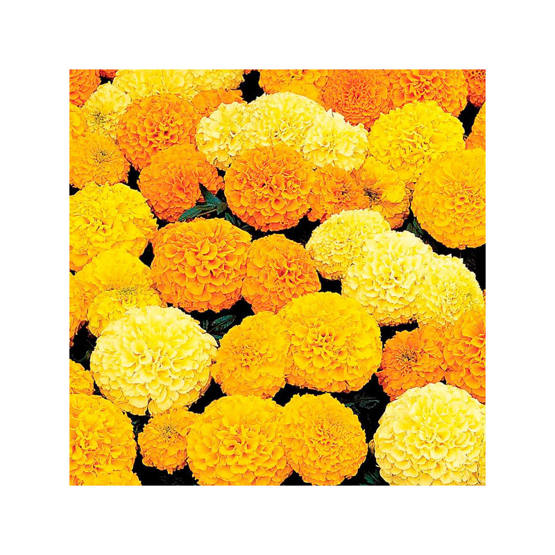  Marigold 5000 Semillas Tagetes erecta Inca II Mix Pompom Flor Maceta 686.440678 Marigold 5000 Semillas Tagetes erecta Inca II M