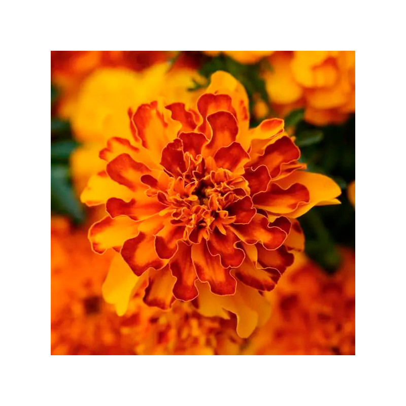  Marigold 1000 Semillas Tagetes patula Bonanza Bolero Flor Maceta 77.118644 Marigold 1000 Semillas Tagetes patula Bonanza Bolero