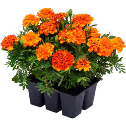  Marigold 1000 Semillas Tagetes patula Bonanza Bolero Flor Maceta 77.118644 Marigold 1000 Semillas Tagetes patula Bonanza Bolero
