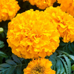  Marigold 1000 Semillas Tagetes erecta Discovery Orange Pompom Flor Maceta 157.627119 Marigold 1000 Semillas Tagetes erecta Disc