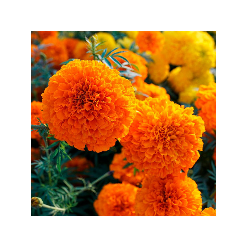  Marigold 1000 Semillas Tagetes erecta Discovery Orange Pompom Flor Maceta 157.627119 Marigold 1000 Semillas Tagetes erecta Disc