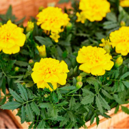  Marigold 1000 Semillas Tagetes patula Chica Yellow Flor Maceta 84 Marigold 1000 Semillas Tagetes patula Chica Yellow Flor Macet