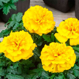  Marigold 1000 Semillas Tagetes patula Chica Yellow Flor Maceta 84 Marigold 1000 Semillas Tagetes patula Chica Yellow Flor Macet