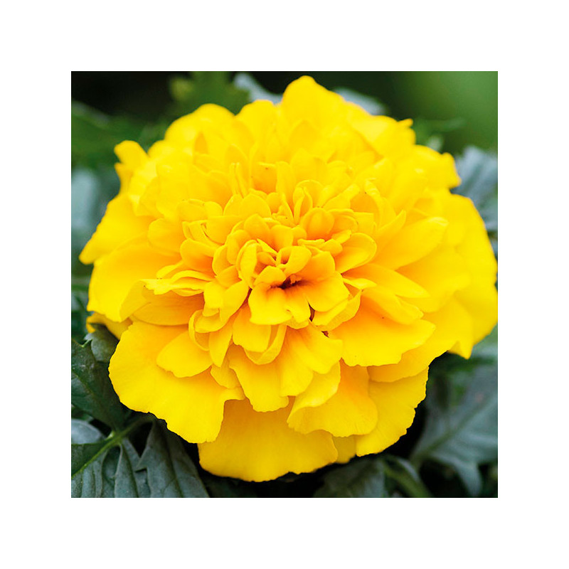  Marigold 1000 Semillas Tagetes patula Chica Yellow Flor Maceta 84 Marigold 1000 Semillas Tagetes patula Chica Yellow Flor Macet