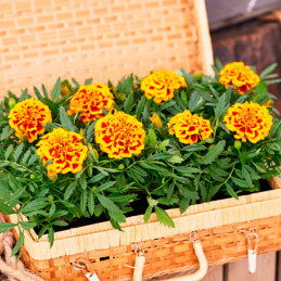 Marigold 1000 Semillas Tagetes patula Chica Flame Flor Maceta 84 Marigold 1000 Semillas Tagetes patula Chica Flame Flor Maceta
