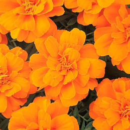  Marigold 1000 Semillas Tagetes patula Durango Tangerine Flor Maceta 77.118644 Marigold 1000 Semillas Tagetes patula Durango Tan