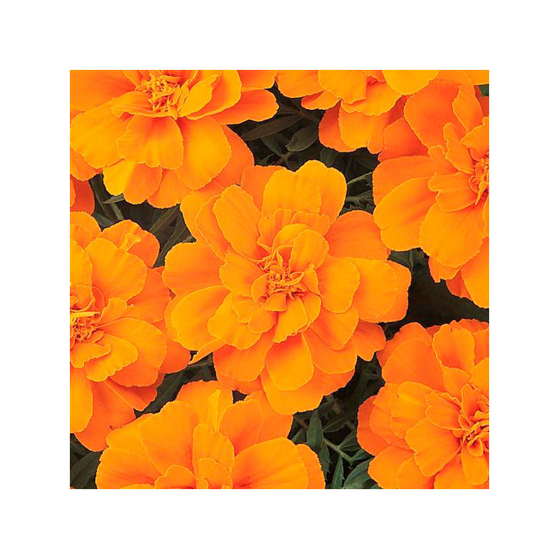  Marigold 1000 Semillas Tagetes patula Durango Tangerine Flor Maceta 77.118644 Marigold 1000 Semillas Tagetes patula Durango Tan