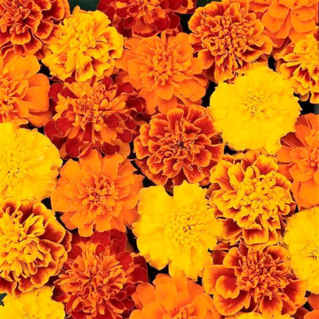  Marigold 1000 Semillas Tagetes patula Bonanza Mix Flor Maceta 91 Marigold 1000 Semillas Tagetes patula Bonanza Mix Flor Maceta
