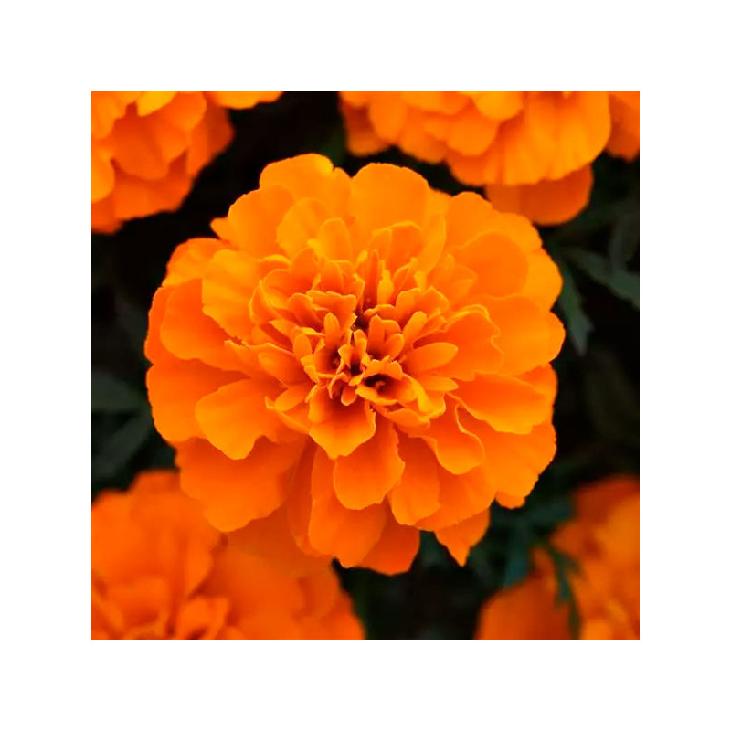  Marigold 1000 Semillas Tagetes patula Bonanza Orange Deep Flor Maceta 77.118644 Marigold 1000 Semillas Tagetes patula Bonanza O