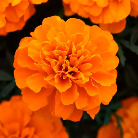  Marigold 1000 Semillas Tagetes patula Bonanza Orange Deep Flor Maceta 77.118644 Marigold 1000 Semillas Tagetes patula Bonanza O