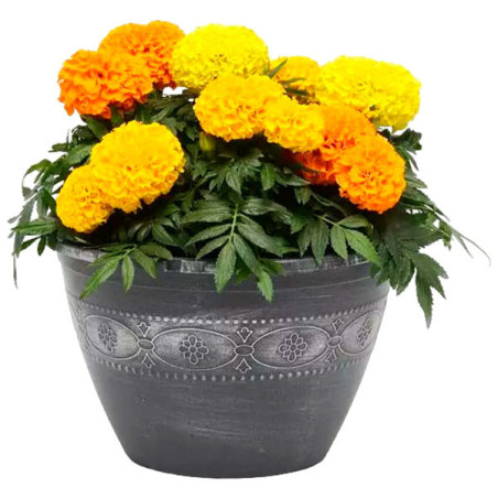  Marigold 1000 Semillas Tagetes erecta Taishan Mix Pompom Flor Maceta 160.169492 Marigold 1000 Semillas Tagetes erecta Taishan M