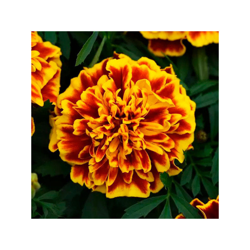  Marigold 1000 Semillas Tagetes patula Bonanza Bee Flor Maceta 77.118644 Marigold 1000 Semillas Tagetes patula Bonanza Bee Flor 