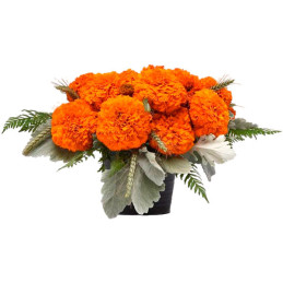  Marigold 1000 Semillas Tagetes erecta Xochi Orange Flor Corte 207.999999 Marigold 1000 Semillas Tagetes erecta Xochi Orange Flo