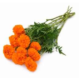  Marigold 1000 Semillas Tagetes erecta Xochi Orange Flor Corte 207.999999 Marigold 1000 Semillas Tagetes erecta Xochi Orange Flo