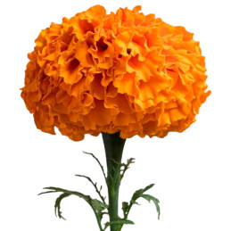  Marigold 1000 Semillas Tagetes erecta Xochi Orange Flor Corte 207.999999 Marigold 1000 Semillas Tagetes erecta Xochi Orange Flo