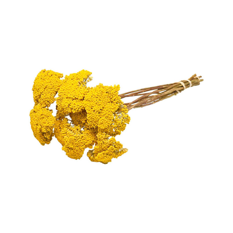  Milenrama 1000 Semillas Achillea filipendulina Parkers Gold Flor Corte 225 Milenrama 1000 Semillas Achillea filipendulina Parke