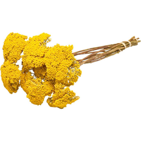  Milenrama 1000 Semillas Achillea filipendulina Parkers Gold Flor Corte 225 Milenrama 1000 Semillas Achillea filipendulina Parke