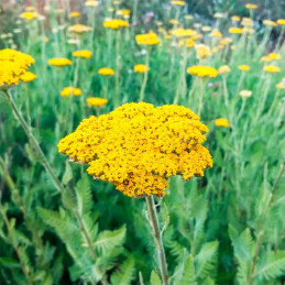  Milenrama 1000 Semillas Achillea filipendulina Parkers Gold Flor Corte 225 Milenrama 1000 Semillas Achillea filipendulina Parke