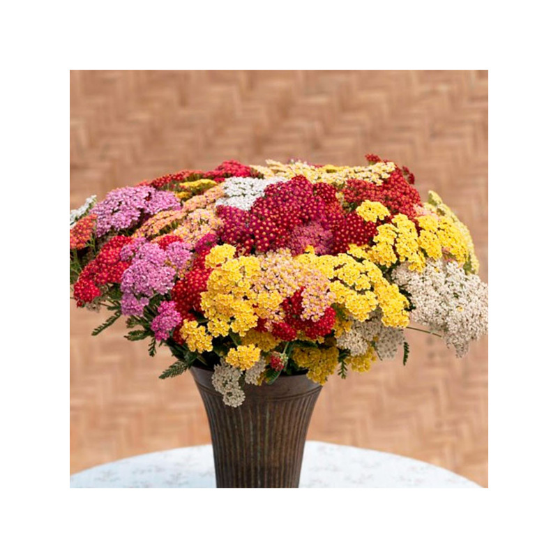  Milenrama 1000 Semillas Achillea millefolium Flowerburst FruitBowl Flor Corte 84 Milenrama 1000 Semillas Achillea millefolium F