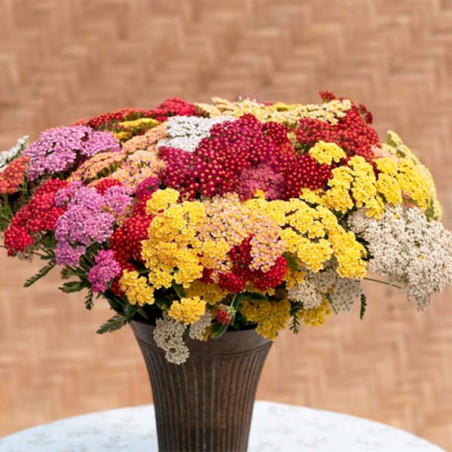  Milenrama 1000 Semillas Achillea millefolium Flowerburst FruitBowl Flor Corte 84 Milenrama 1000 Semillas Achillea millefolium F