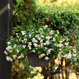  Begonia 100 Semillas interspecific Dragon Wing White PLT Flor Maceta 74.576271 Begonia 100 Semillas interspecific Dragon Wing W