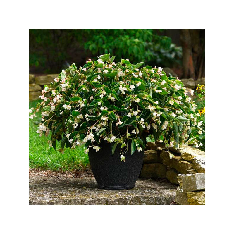  Begonia 100 Semillas interspecific Dragon Wing White PLT Flor Maceta 74.576271 Begonia 100 Semillas interspecific Dragon Wing W